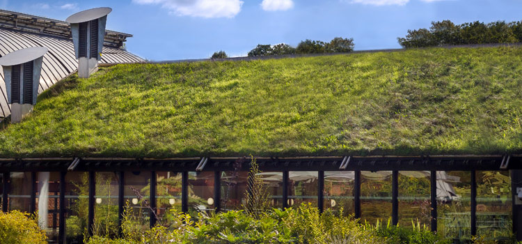 Habitation écologique avec toiture verte