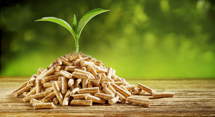 Germe de plante dans un tas de pellets