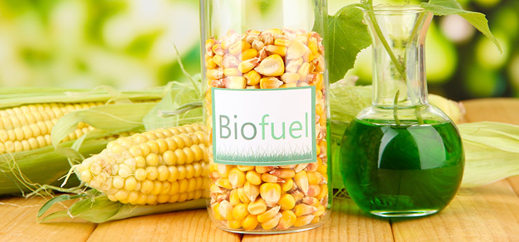 grains de mais dans un bocal avec une étiquette "Biofuel"